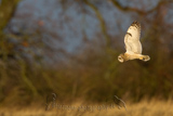   Short-eared Owl (Asio flammeus flammeus)